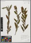 Foto von Salix appendiculata Vill. x Salix purpurea L.